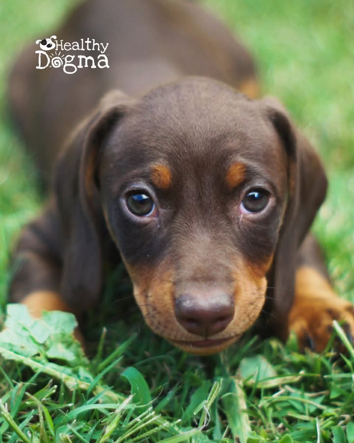 Because Every Dog Deserves a Lifetime of Love!