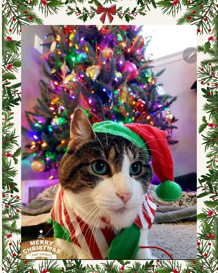 Tinkerbell's mom sent us this photo of Tinkerbell in her holiday best!