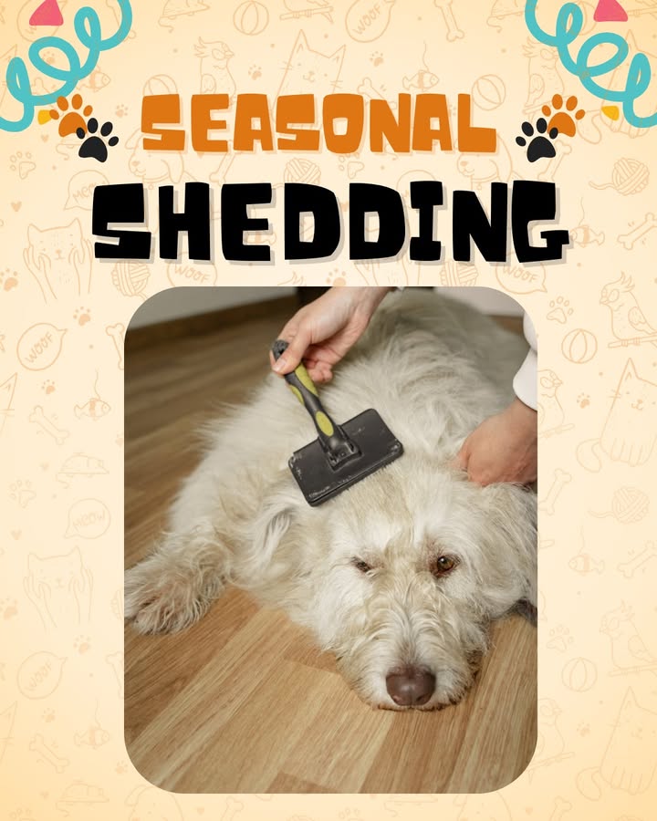 Have you noticed your pet shedding more than normal?