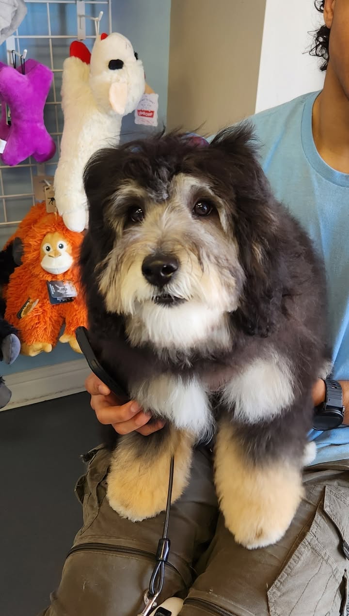 Photos from Love 4 Dogs's post