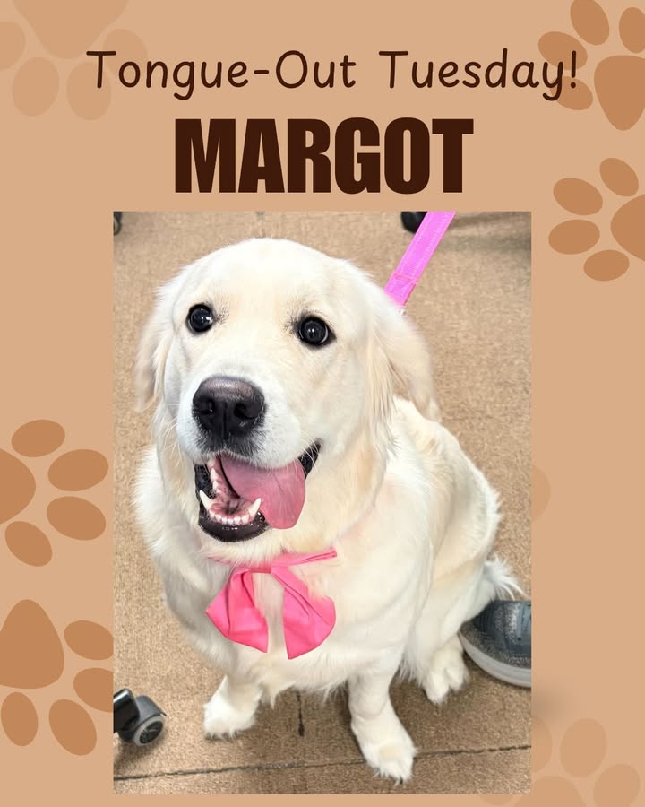 Margot was looking fancy with her pink bow when we saw her recently for her spay procedure!