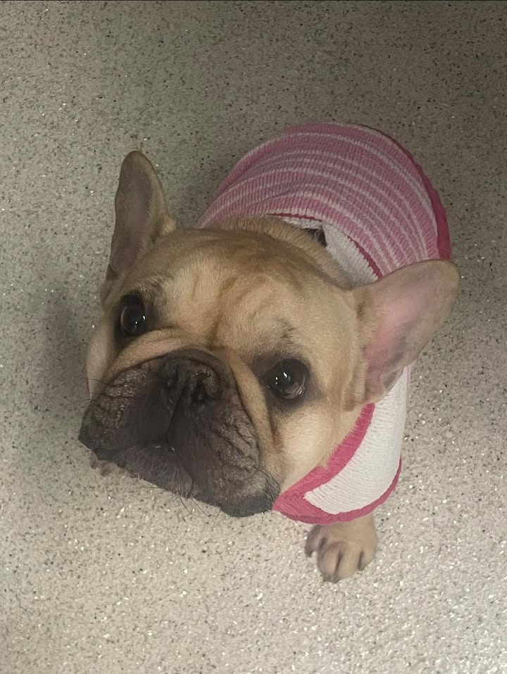 Happy National French Bulldog Day!