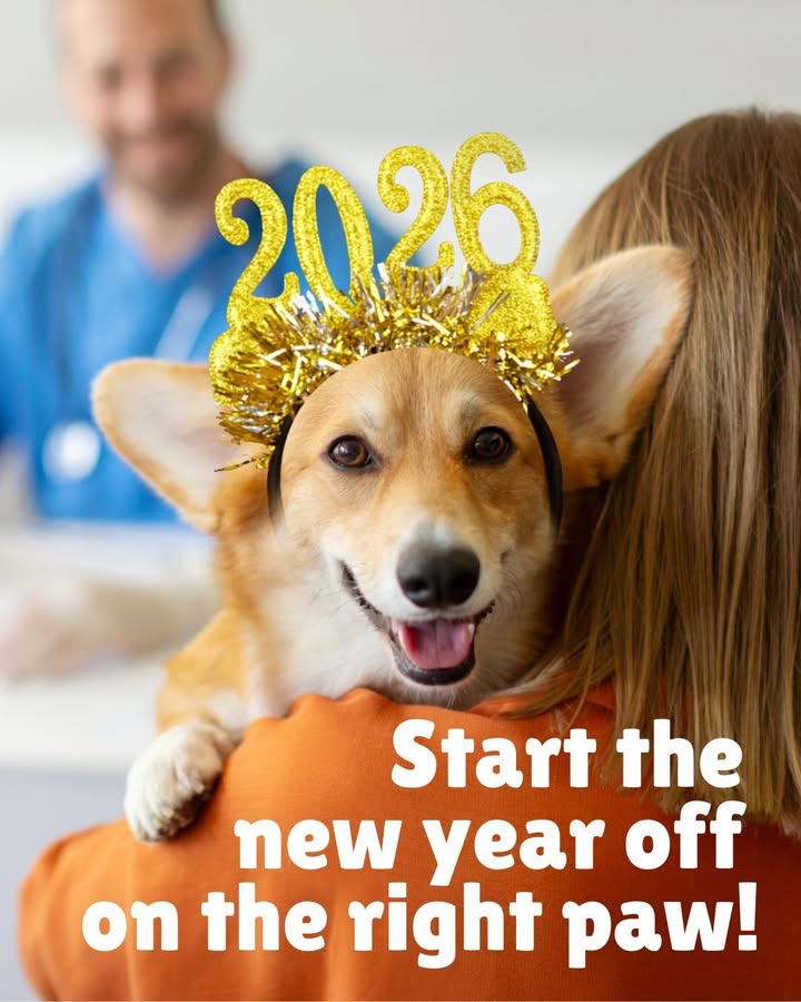 Start the new year off on the right paw
