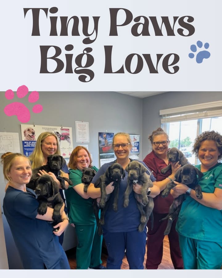 Nothing brightens a day like a litter of puppies!