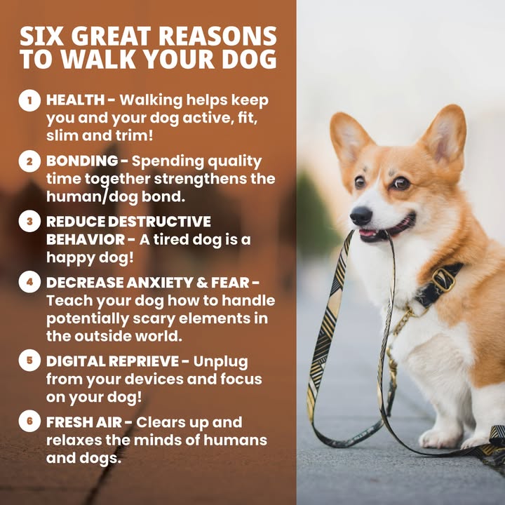 Walking your pup is so much more than potty breaks—check out six fun, feel-good reasons to get those paws moving!