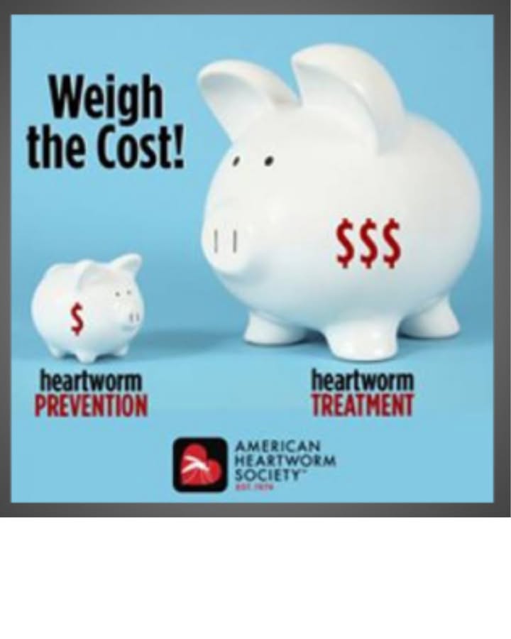 Heartworm treatment can cost thousands of dollars, while monthly prevention is a fraction of the cost