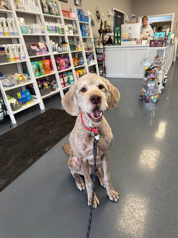 Photos from Love 4 Dogs's post