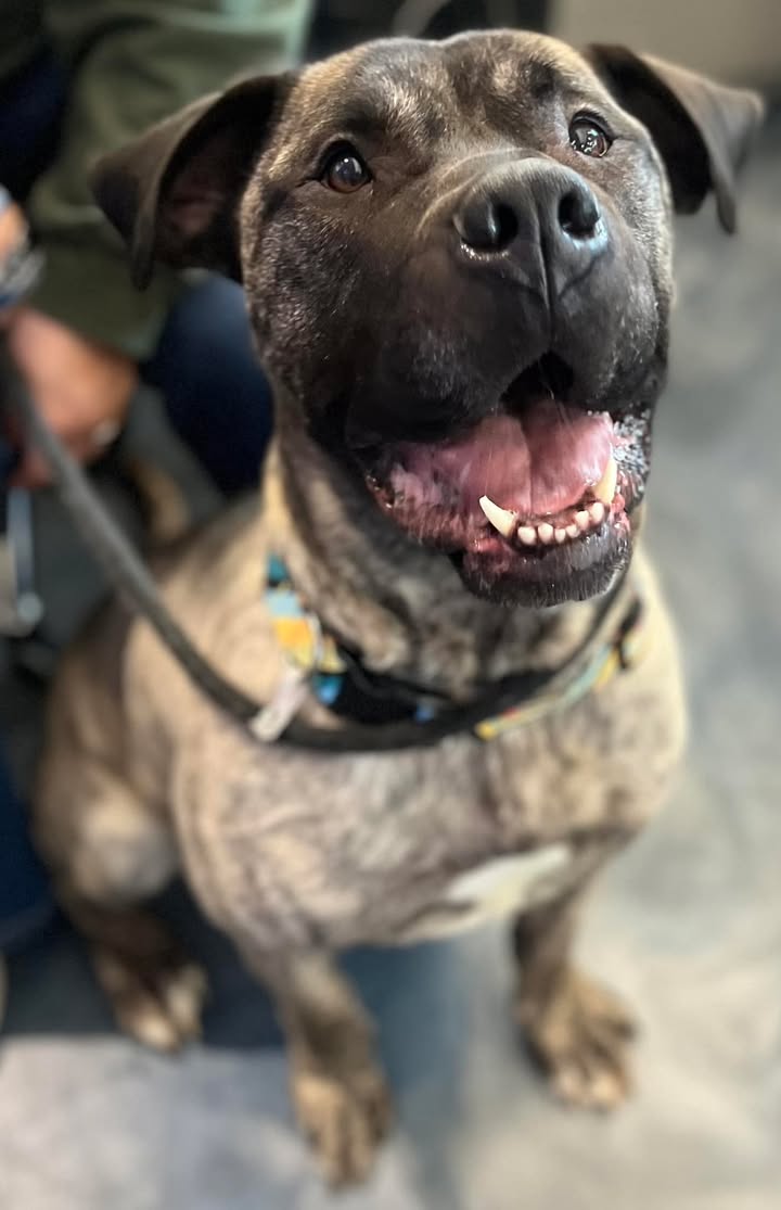 ***Adopted!!!***