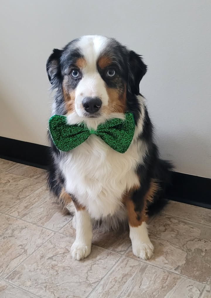 🍀🐾 Top o’ the mornin’… or maybe not?