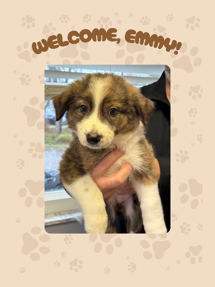 We recently welcomed sweet Emmy to our practice