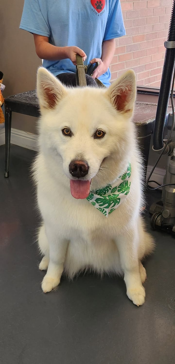 Feeling the Love at Love 4 Dogs! ❤️🐾