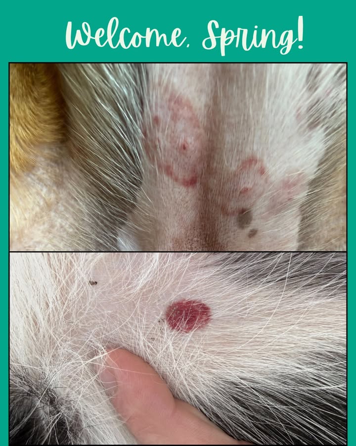Have you seen these rashes on your pet's underside?