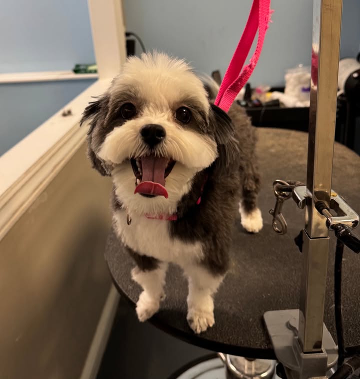 Photos from Love 4 Dogs's post
