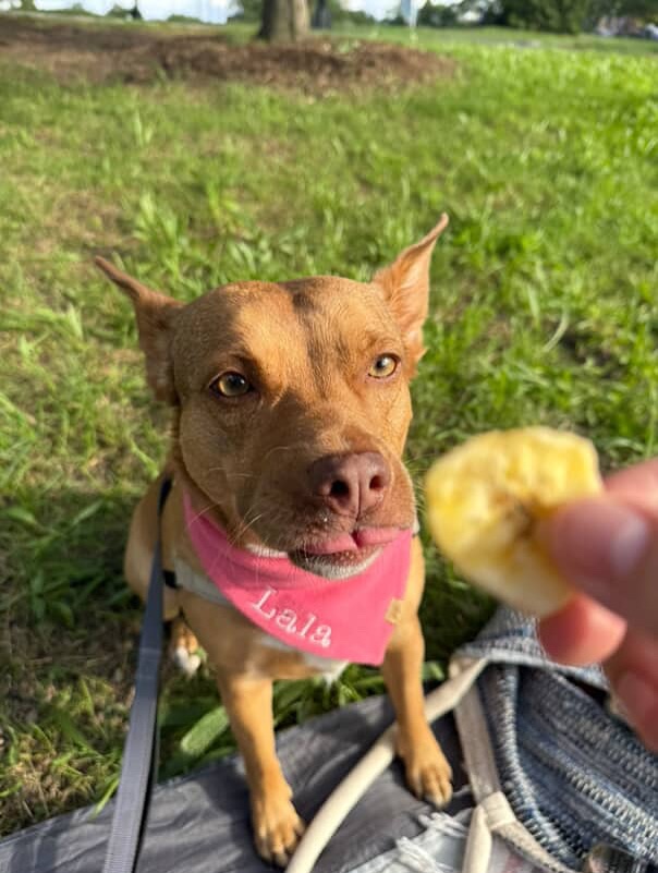 Photos from Healthy Dogma's post