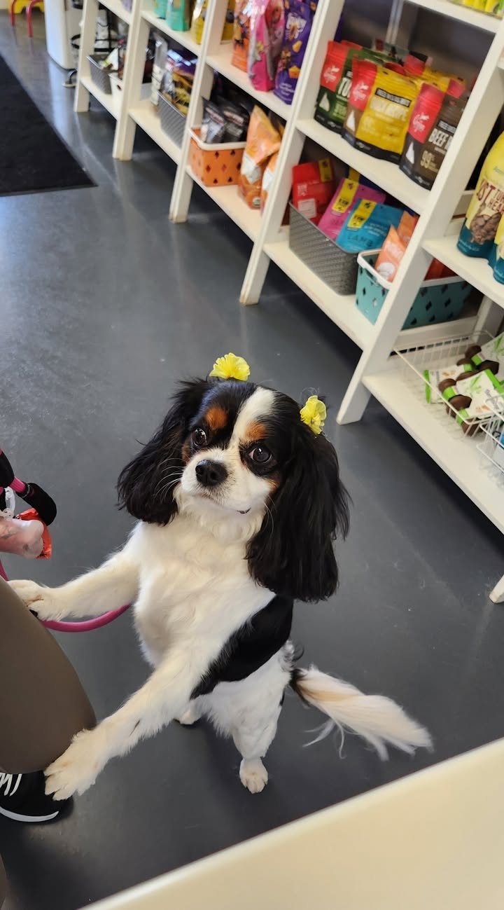 Photos from Love 4 Dogs's post