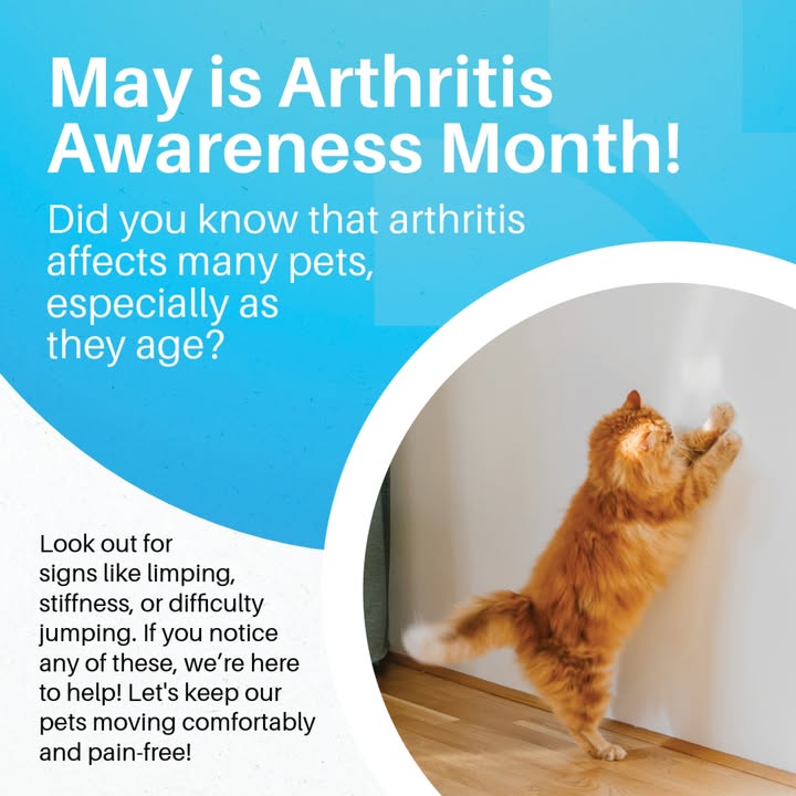 Is your pet not quite as playful as they used to be?