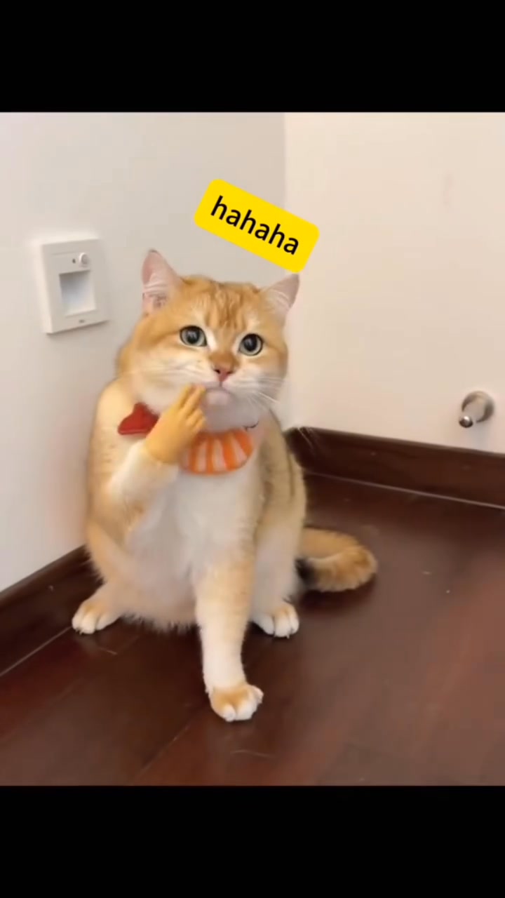 Cats With Baby Hands