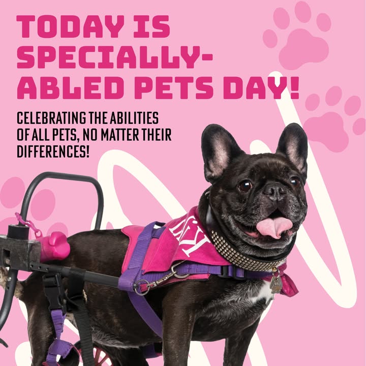 Today, we celebrate the strength, resilience, and unconditional love of specially-abled pets