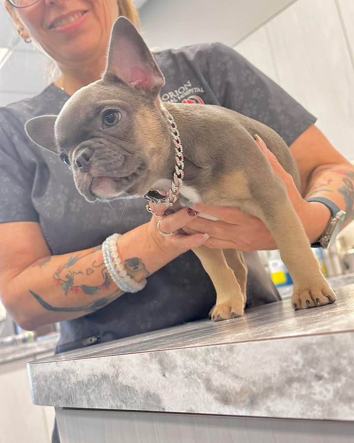 Photos from Orion Animal Hospital's post