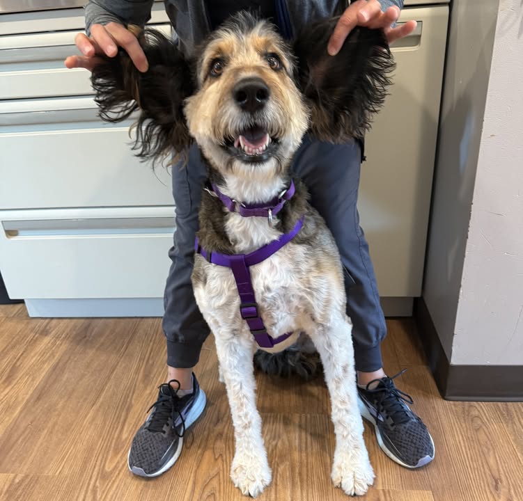 Bo was all EARS for her tech visit today!
