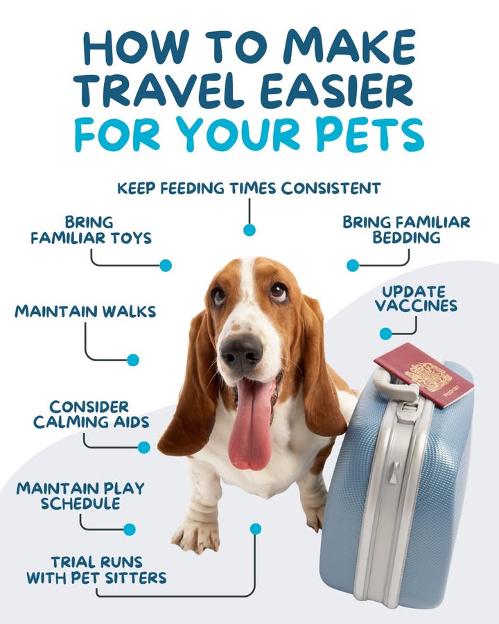 Just like us, pets feel the effects of travel and changes in routine