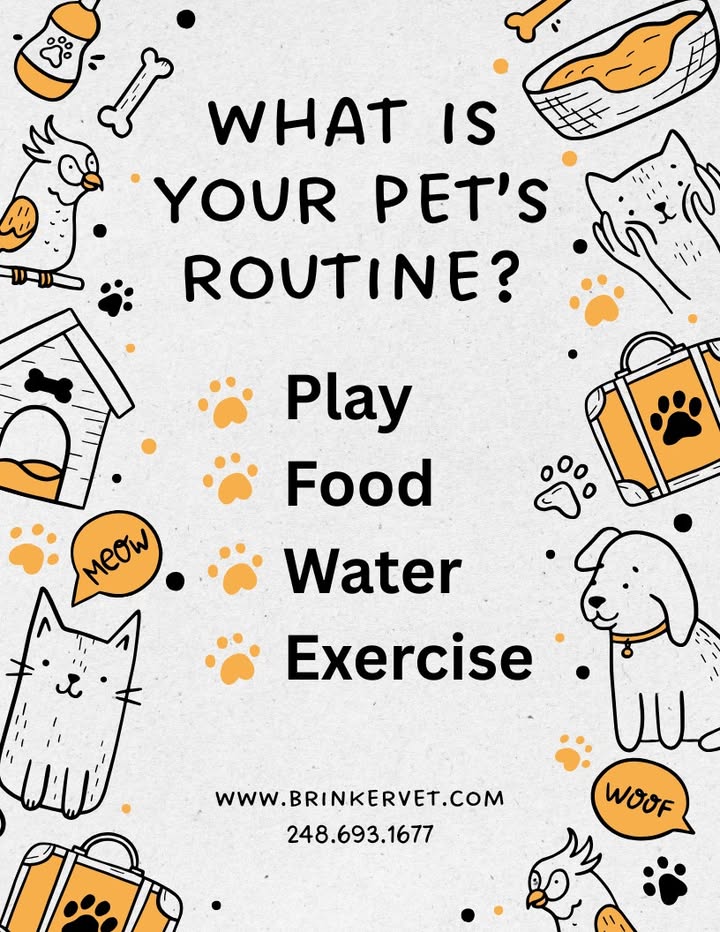 Pets thrive on routine!