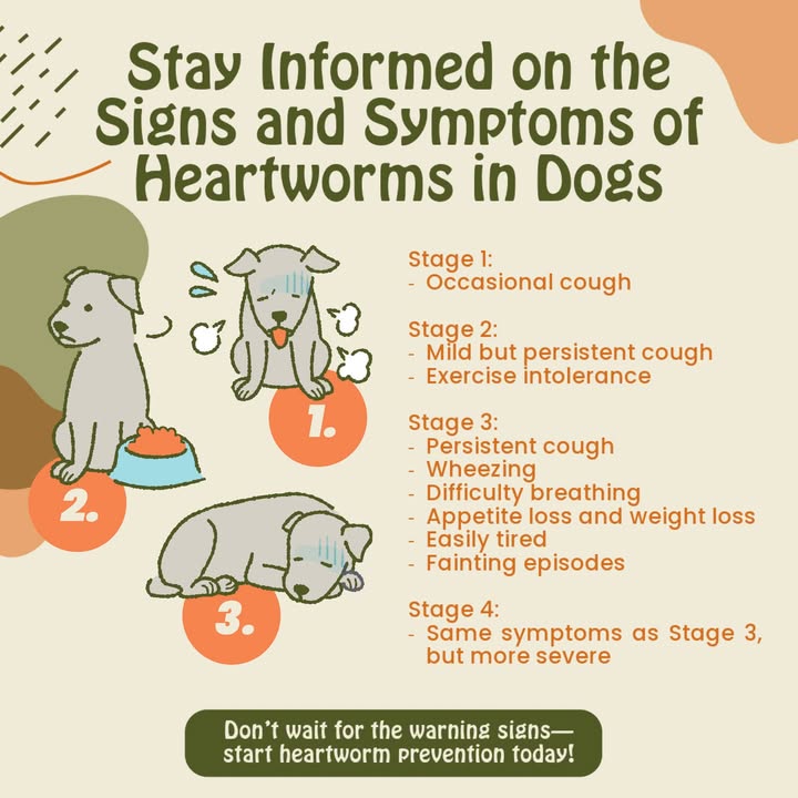 Knowing the signs and symptoms of heartworms is key to catching them early!