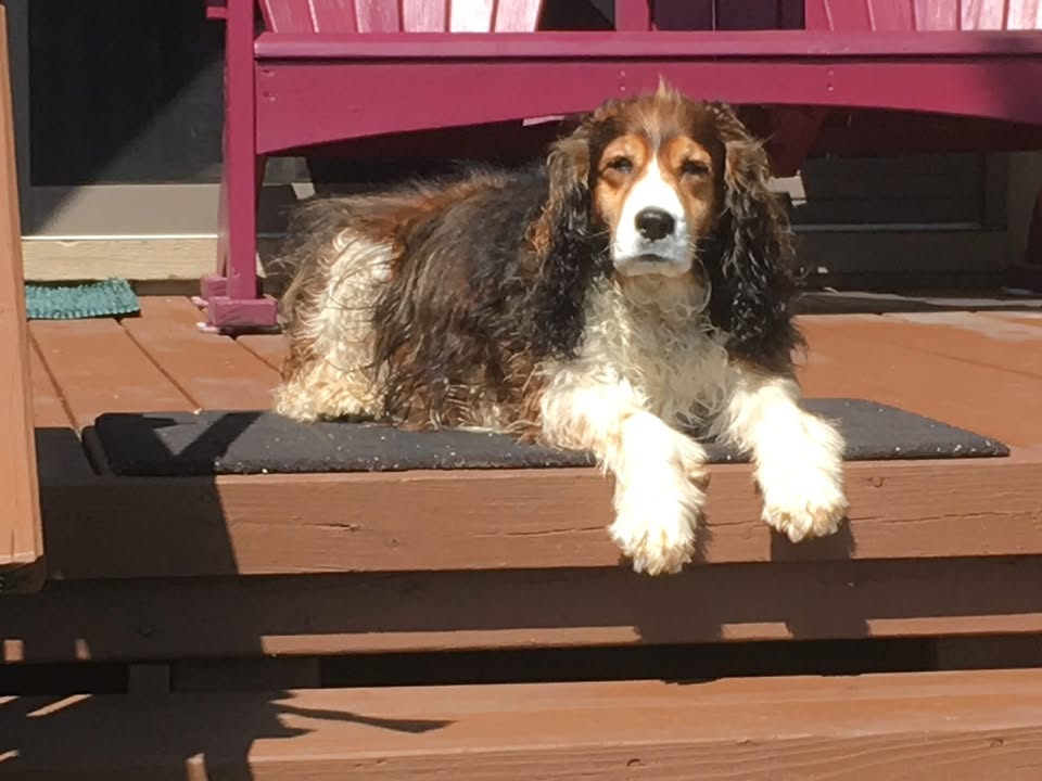 Photos from Pet Passages - Lake Orion, MI Dignified Pet Cremation's post