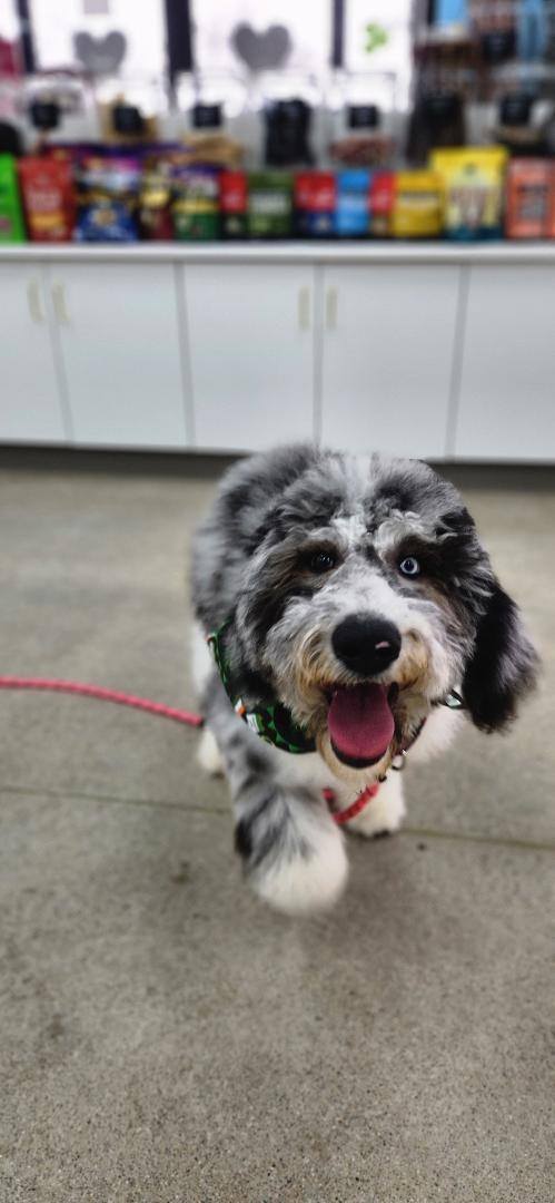 Photos from Love 4 Dogs's post