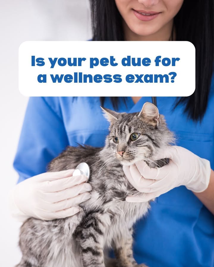 Is your pet due for a wellness exam?