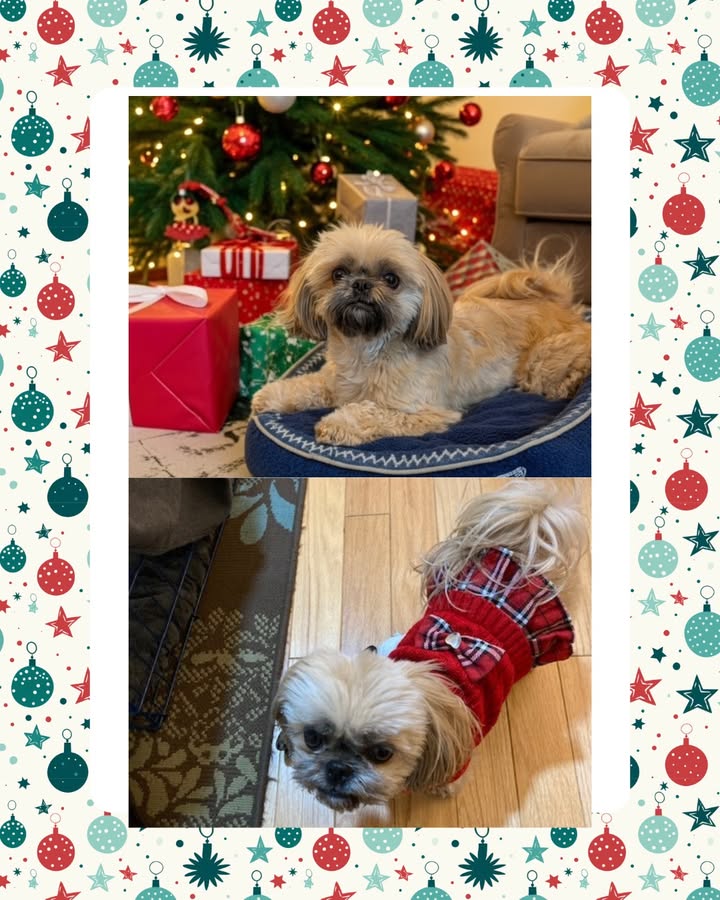 One of our favorite patients, Joy, is all decked out and ready for Santa!