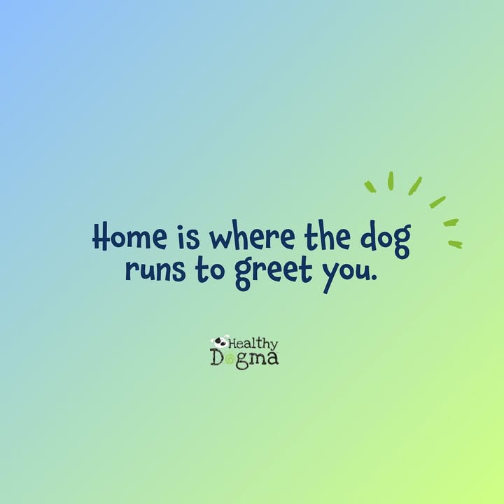 Or when your dog runs for their dinner 💙