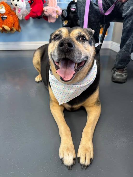 Photos from Love 4 Dogs's post
