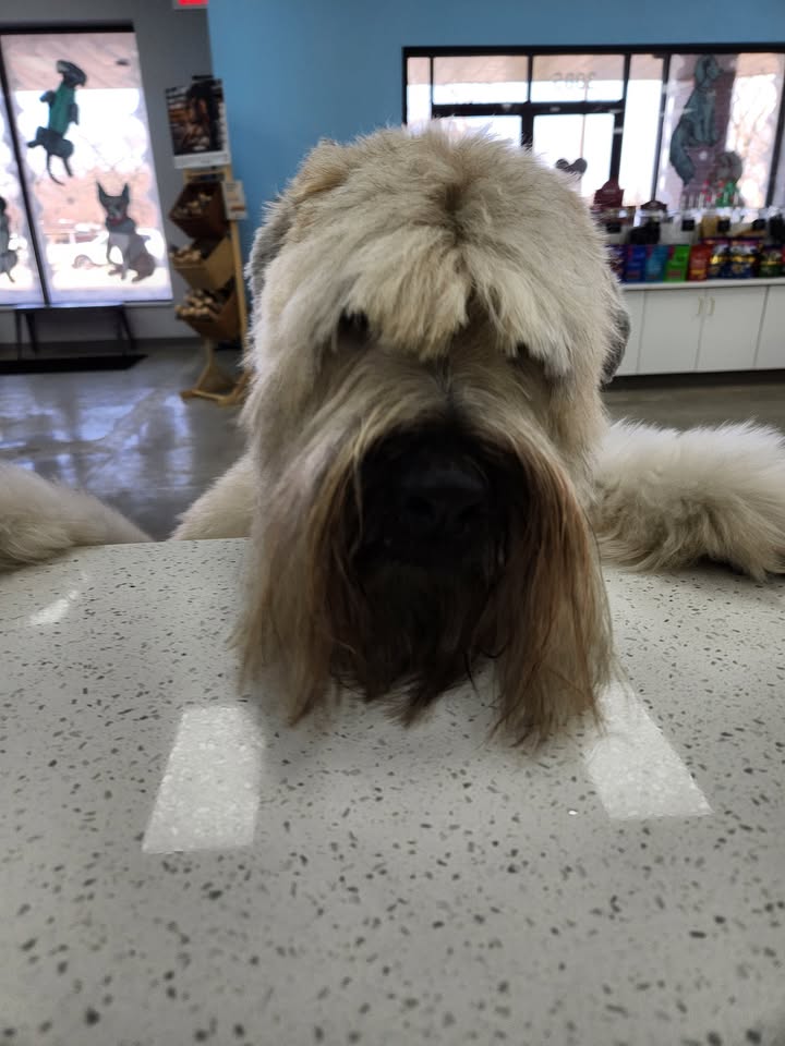 Yes, I can see just fine! 😁❤️🐾