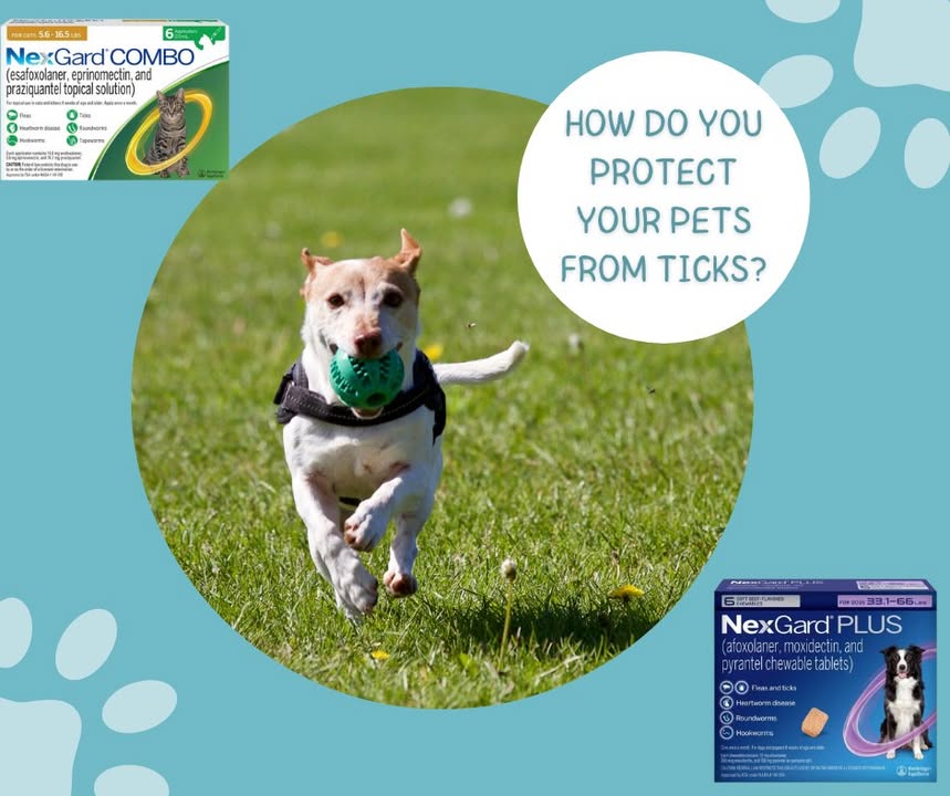 Preventing ticks is an important part of maintaining a pet's overall health!