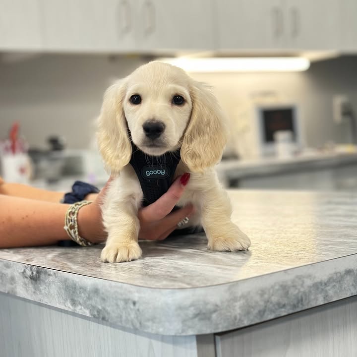 Photos from Orion Animal Hospital's post