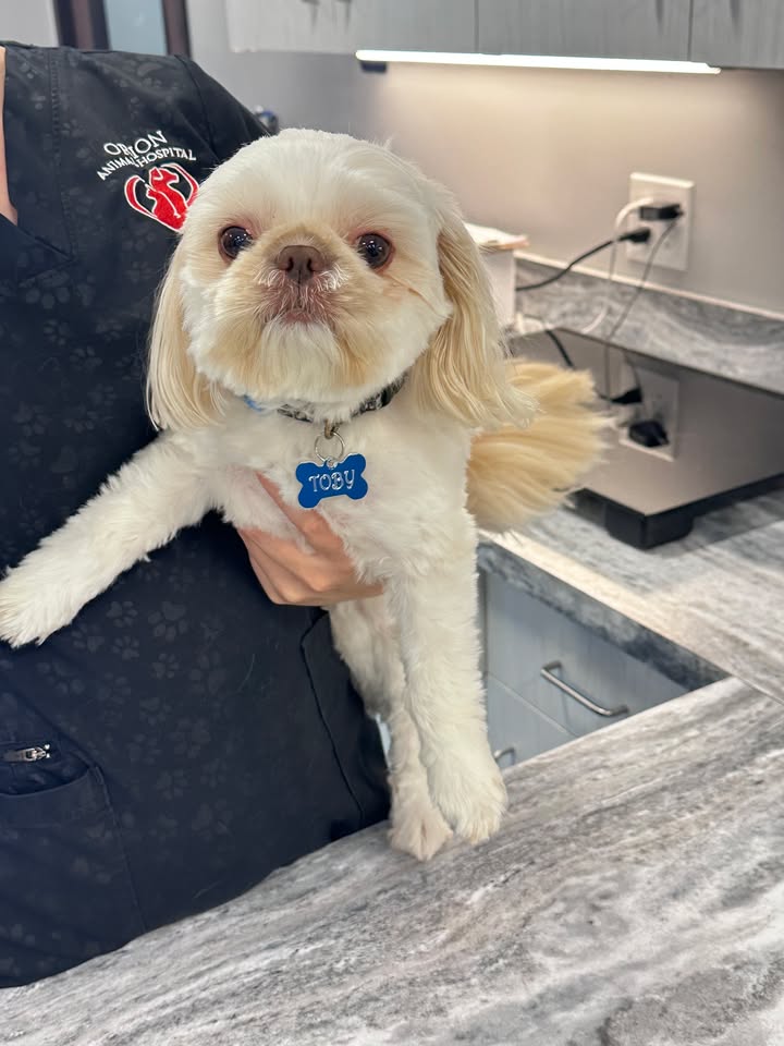 Photos from Orion Animal Hospital's post