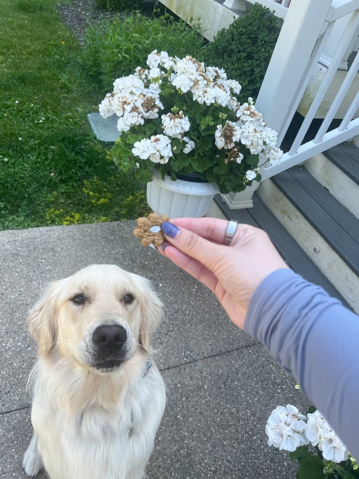 Photos from Healthy Dogma's post