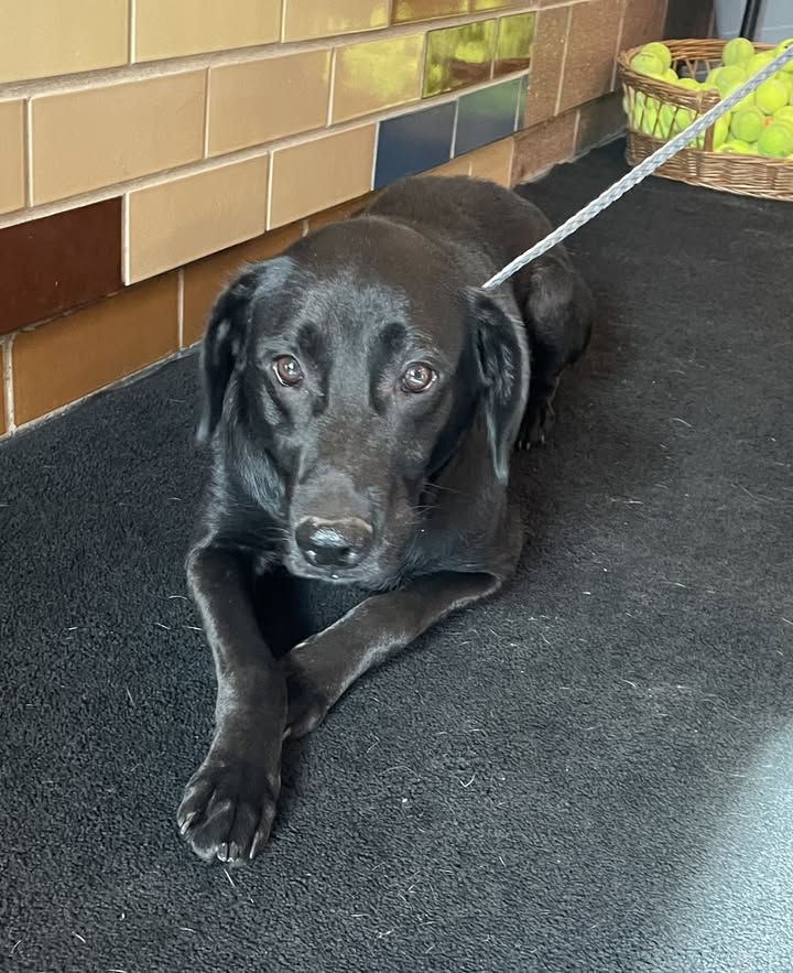 ***Adopted!!!***