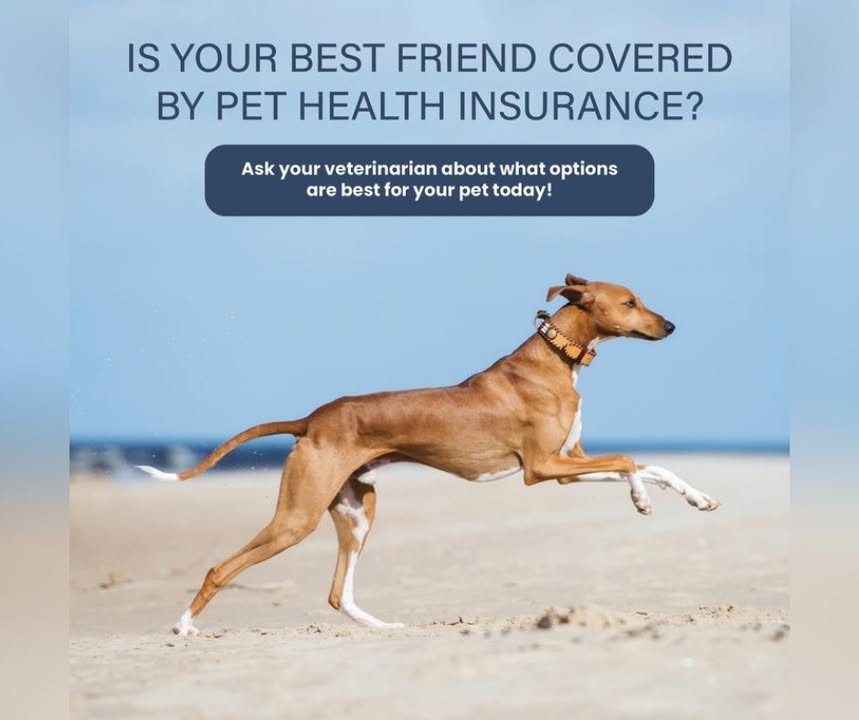 Having pet insurance gives you extra peace of mind when your pet needs care the most