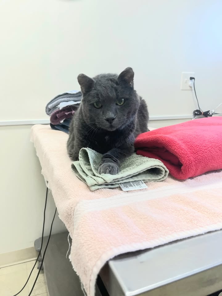 Scoop — our office manager — hard at work pitching in with the clinic laundry 🐾