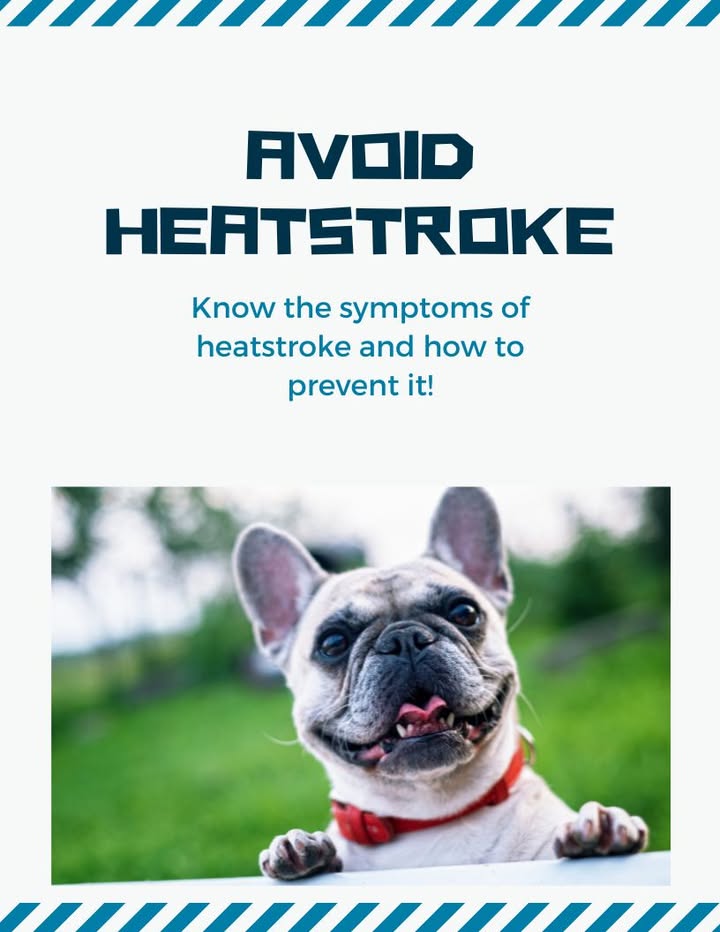 It's easy for pets to overheat in the warm weather