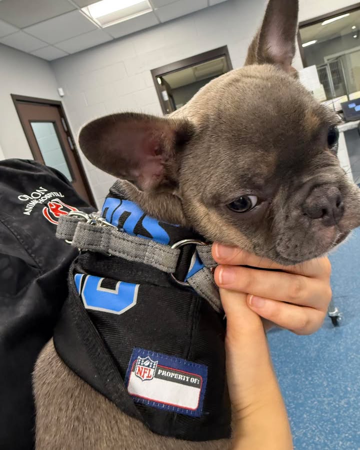 Sylvie showed up to flash her Detroit pride!