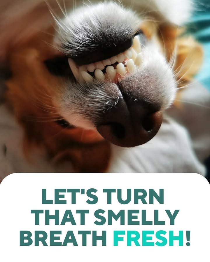 Your pet's breath isn’t just stinky - it could be a sign of dental disease