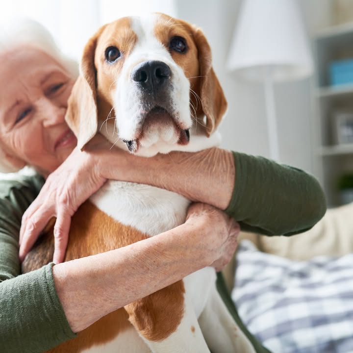 Home is Where the Dog Is!