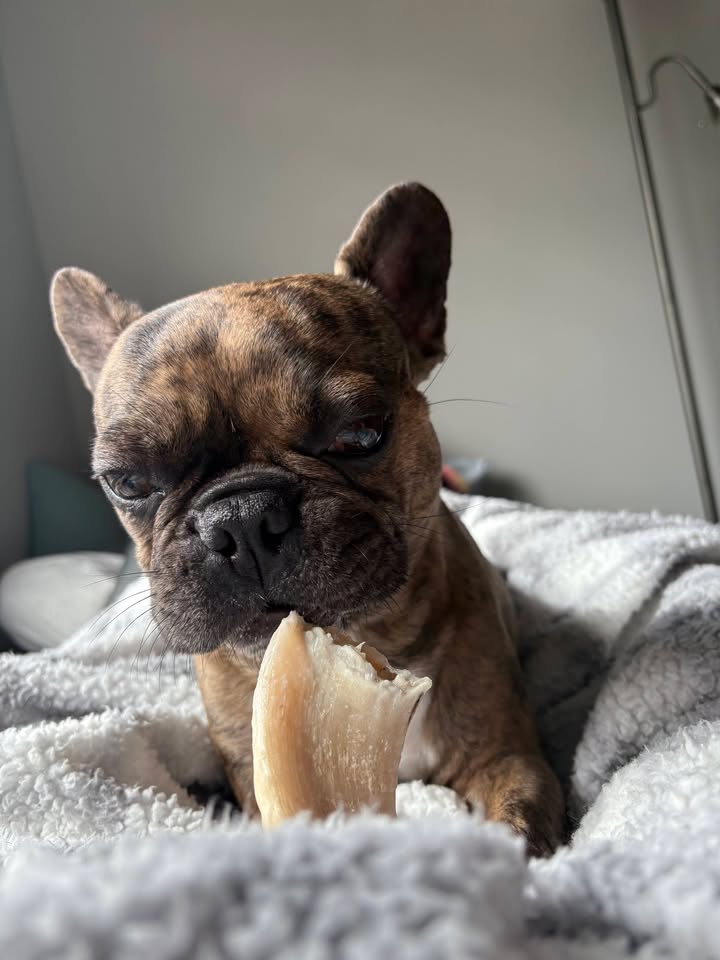 Photos from Love 4 Dogs's post