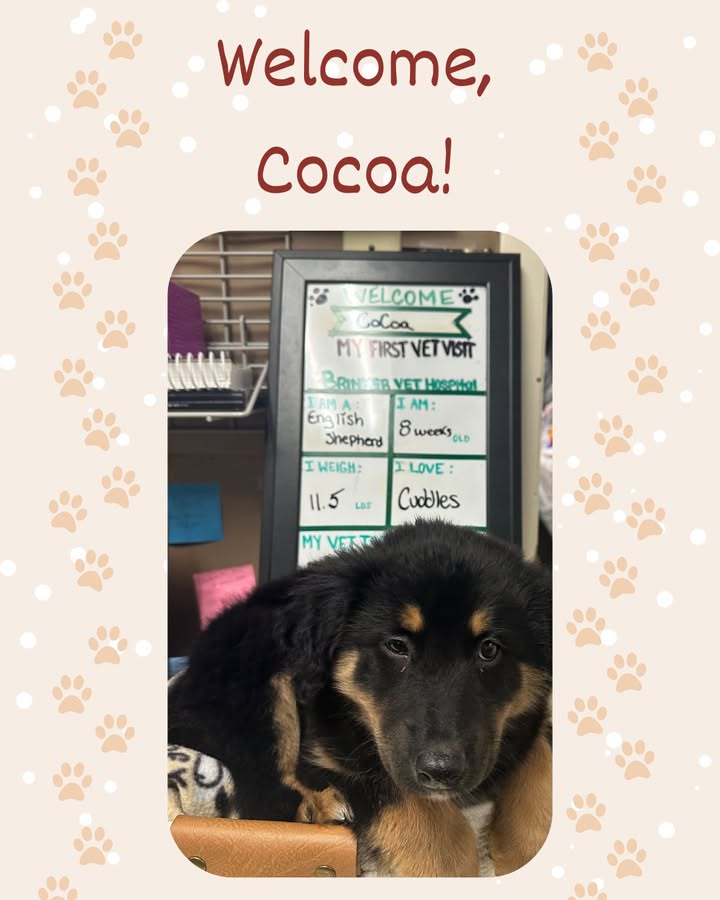 We recently welcomed Cocoa to our practice!