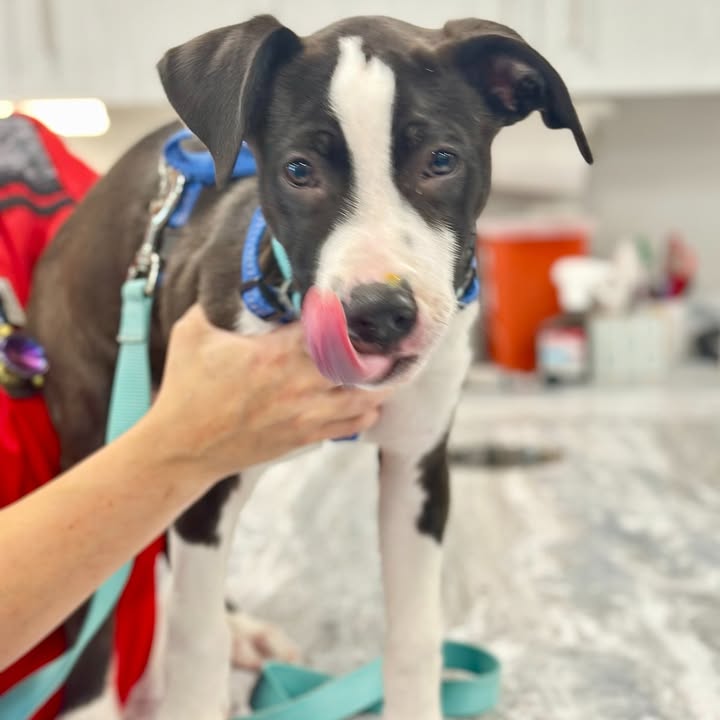 Wellness Update: Puppy Edition!