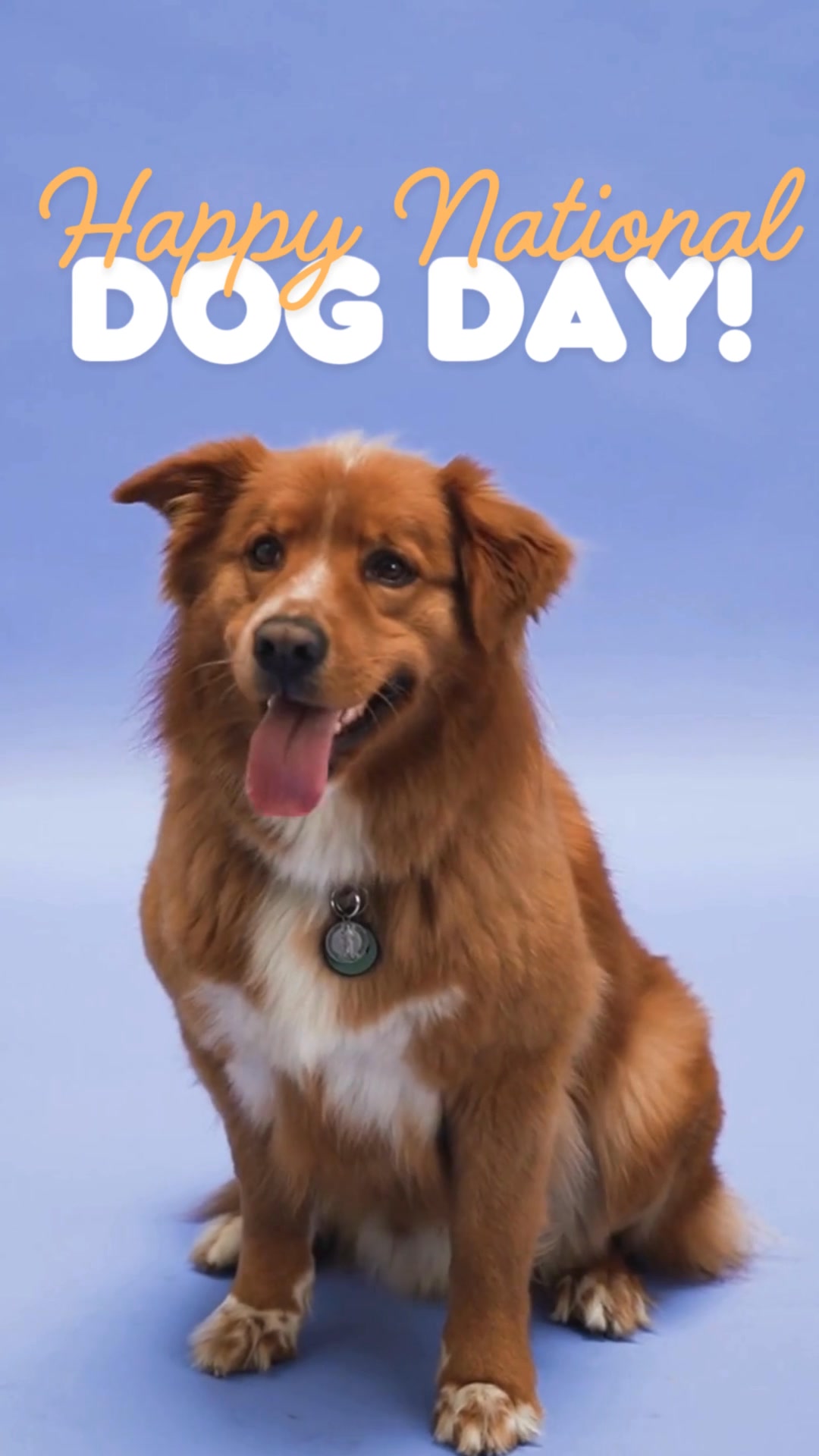 It’s YOUR dog’s day!