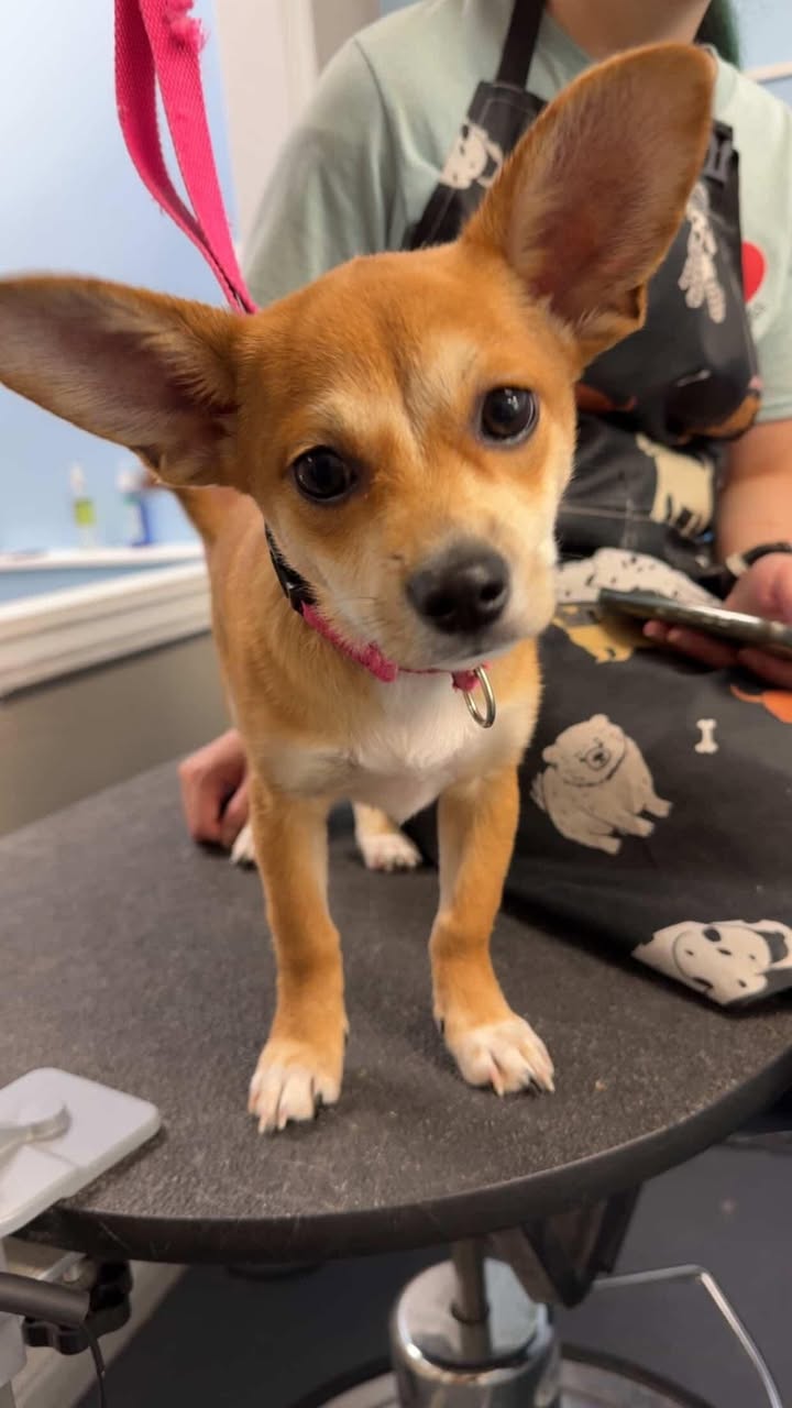 Moose is all ears! 🥰❤️🐾